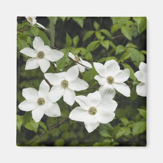 USA, Washington, Stillingskaprifol, Cornus Magnet (Framsidan)