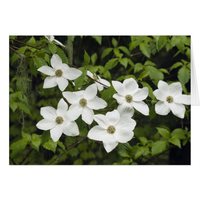 USA, Washington, Stillkulla, Cornus Hälsningskort (Framsidan Horizontal)
