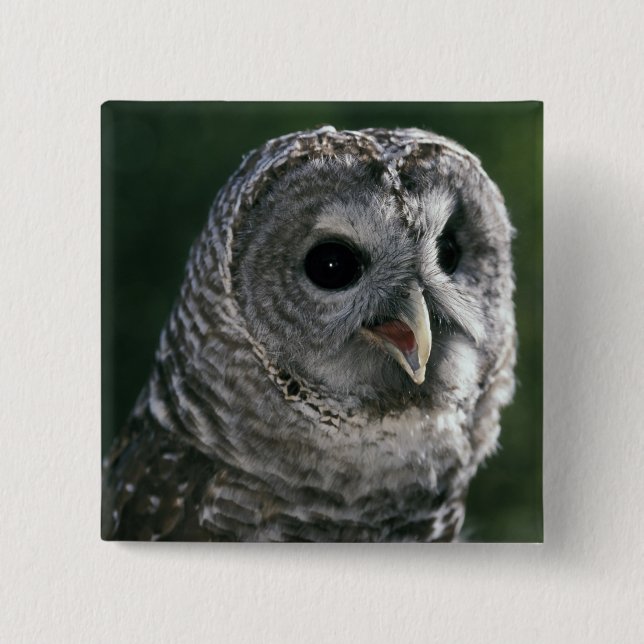 USA, Washington. Strix varia Knapp (Framsida)