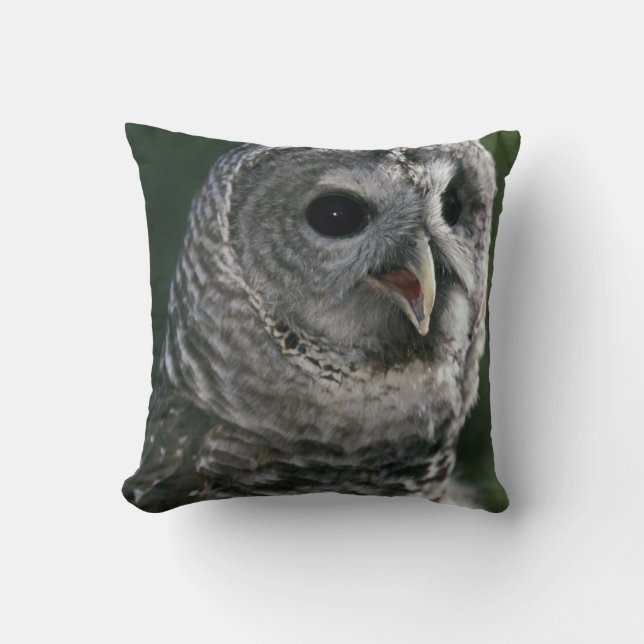 USA, Washington. Strix varia Kudde (Framsida)
