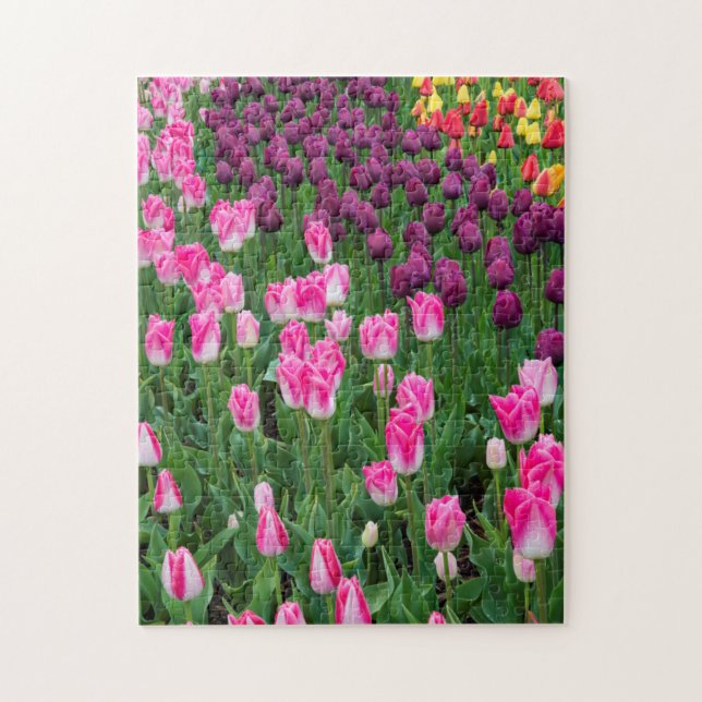 USA, Washington. Tulpblomning Pussel (Vertikal)