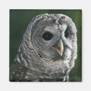 USA, Washington. Ugglor, Strix varia Magnet