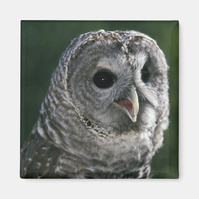 USA, Washington. Ugglor, Strix varia Magnet (Framsidan)