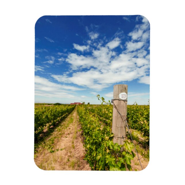 USA, Washington, Walla Walla. Cabernet Sauvignon Magnet (Vertikal)