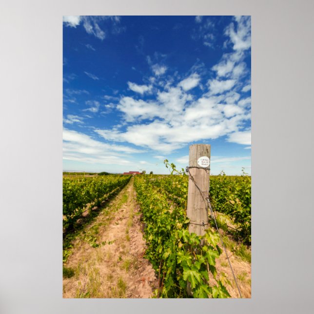 USA, Washington, Walla Walla. Cabernet Sauvignon Poster (Framsidan)