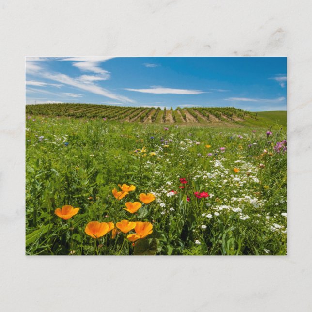 USA, Washington, Walla Walla. Vilda blommor Vykort (Framsida)