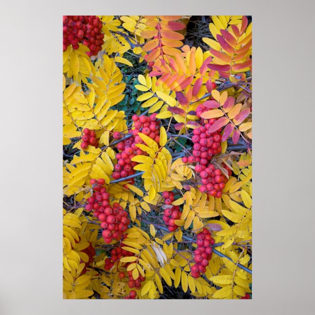 USA, Washington, Westerna bergsAsh, Okanogan Poster (Framsidan)