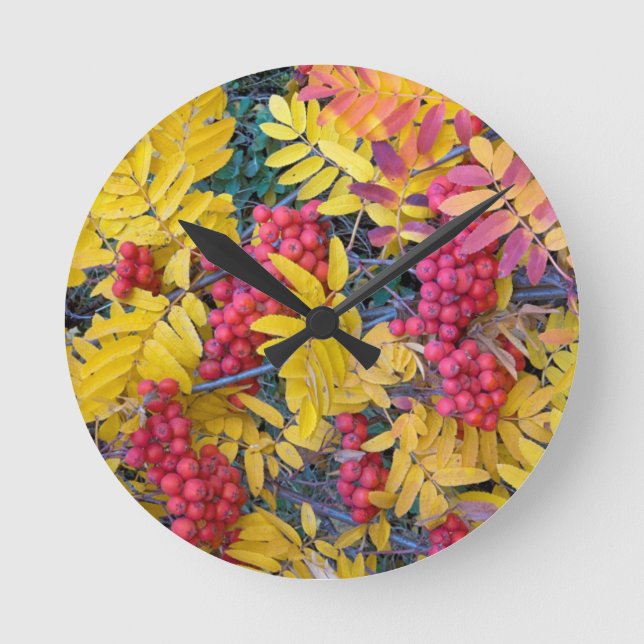 USA, Washington, Westernare Mountain Ash, Okanogan Rund Klocka (Framsida)