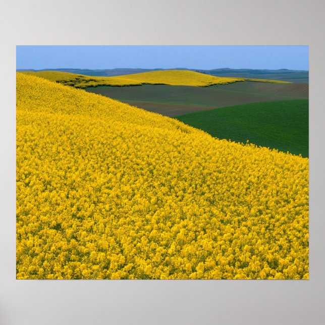 USA, Washington, Whitman County, Palouse, Canola Poster (Framsidan)