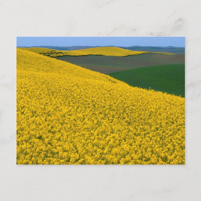 USA, Washington, Whitman County, Palouse, Canola Vykort (Framsida)