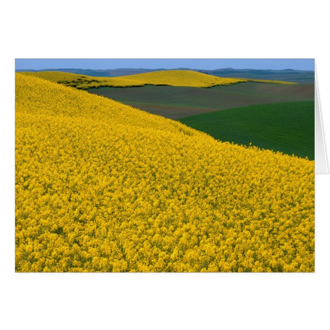 USA, Washington, Whitman County, Palouse, Raps Hälsningskort (Framsidan Horizontal)