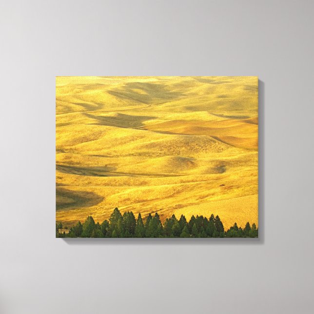 USA, Washington, Whitman County, Palouse, Vete Canvastryck (Framsida)