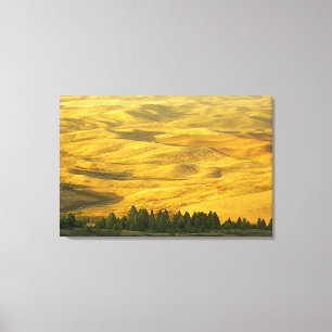 USA, Washington, Whitman County, Palouse, Vete Canvastryck
