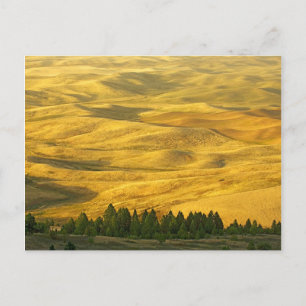 USA, Washington, Whitman County, Palouse, Wheat Vykort