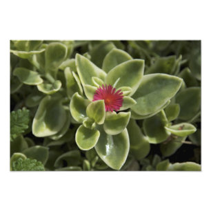 USA, Washington, Woodinville, fetblad blomma Fototryck