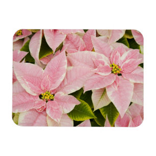 USA, Washington, Woodinville, Molbaks Nursery, 4 Magnet