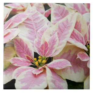 USA, Washington, Woodinville, Molbak's Nursery, Kakelplatta