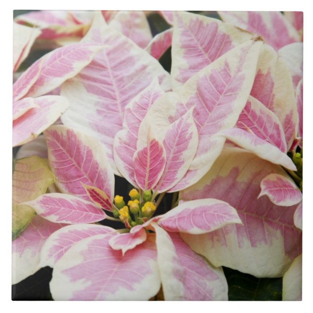 USA, Washington, Woodinville, Molbak's Nursery Kakelplatta (Framsidan)