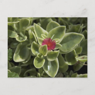 USA, Washington, Woodinville, Sedum-blomman Vykort