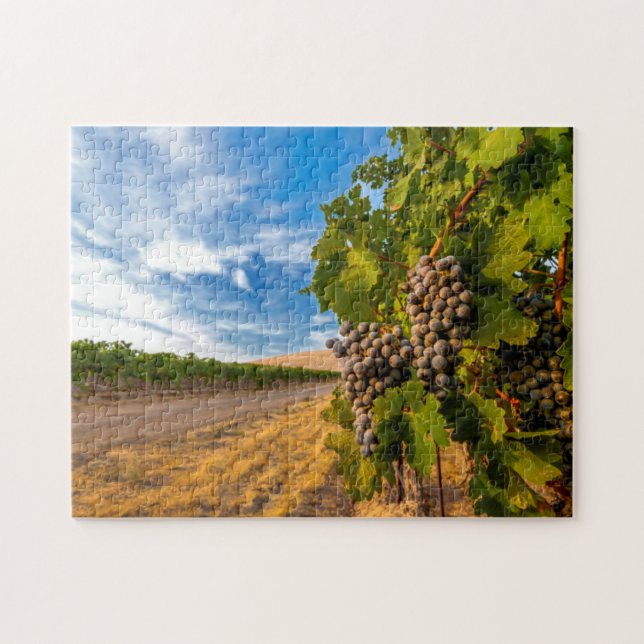 USA, Washington, Yakima Valley. Merlot-druvor Pussel (Horisontell)