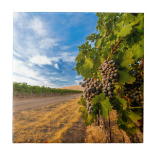 USA, Washington, Yakima Valley. Merlotdruvor Kakelplatta