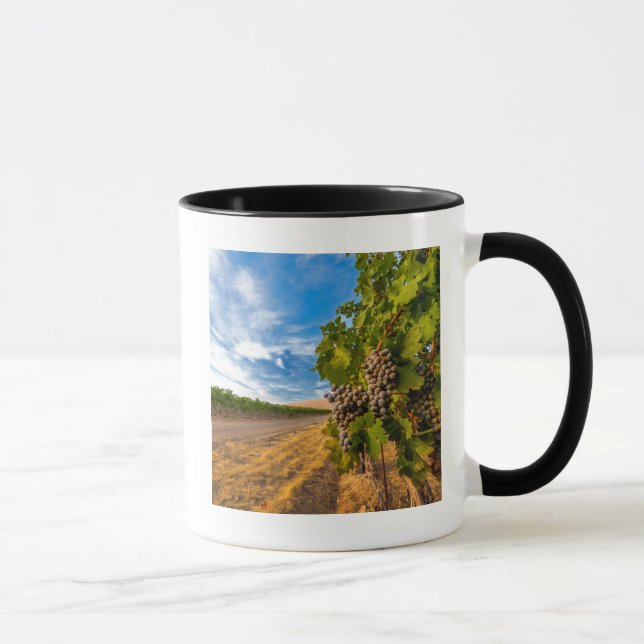 USA, Washington, Yakima Valley. Merlotdruvor Mugg (Höger)