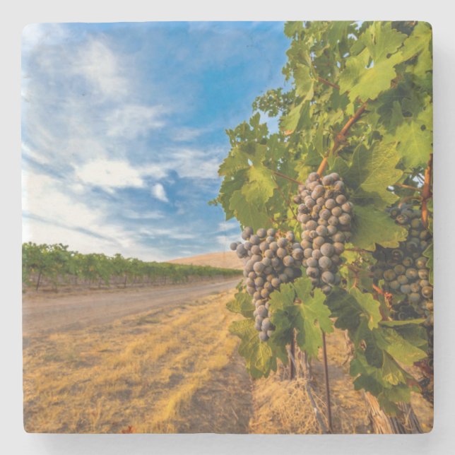 USA, Washington, Yakima Valley. Merlotdruvor Stenunderlägg (Framsidan)