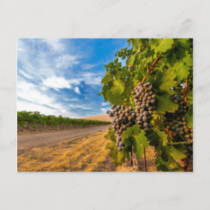 USA, Washington, Yakima Valley. Merlotdruvor Vykort