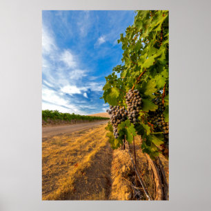 USA, Washington, Yakima Valley. Sammanfoga druvor Poster