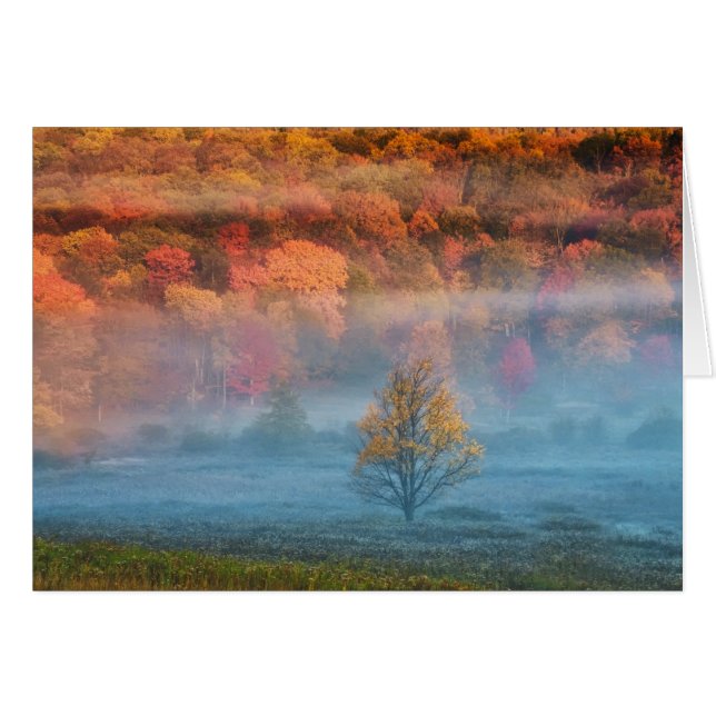 USA, West Virginia, Davis. Dimmig dalgång och Hälsningskort (Framsidan Horizontal)