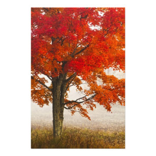 USA, West Virginia, Davis. Röd lönn på hösten Fototryck