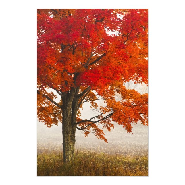 USA, West Virginia, Davis. Röd lönn på hösten Fototryck (Framsidan)