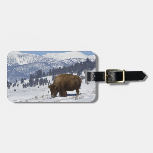 USA, WY, Yellowstone NP, American Bison Bison Biso Bagagebricka (Horisontell Framsida)