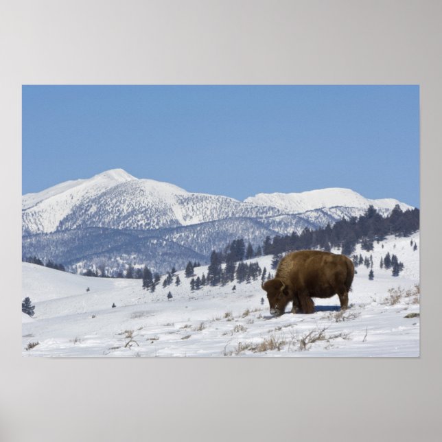 USA, WY, Yellowstone NP, American Bison Bison Biso Poster (Framsidan)