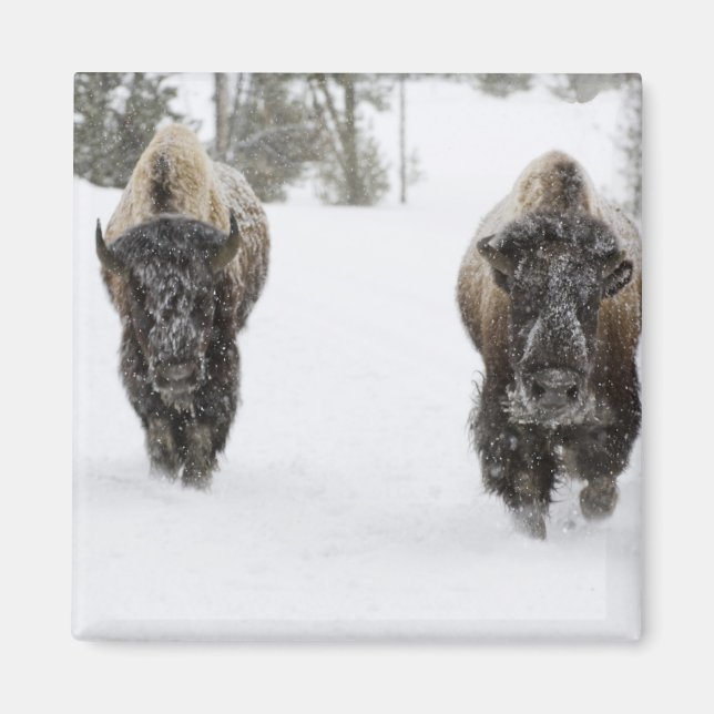 USA, WY, Yellowstone NP, American Bison (Bison) Magnet (Framsidan)