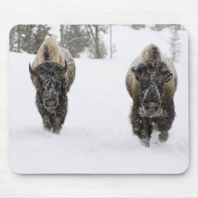 USA, WY, Yellowstone NP, American Bison (Bison) Musmatta (Framsidan)