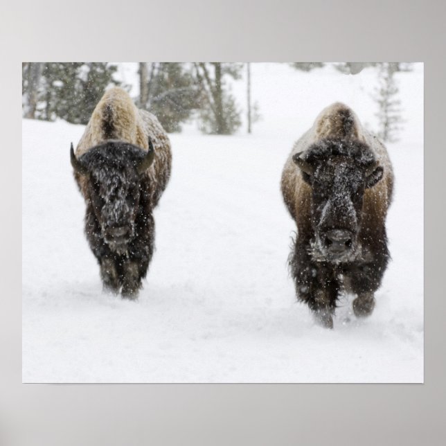 USA, WY, Yellowstone NP, American Bison (Bison) Poster (Framsidan)