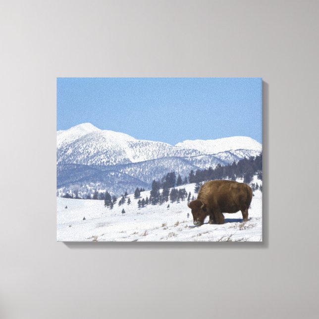 USA, WY, Yellowstone NP, Amerikansk bison Bison Canvastryck (Framsida)