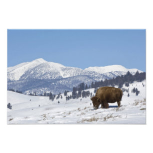 USA, WY, Yellowstone NP, Amerikansk bison Bison Fototryck