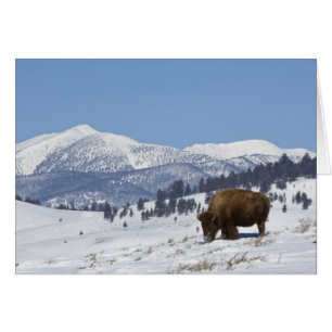 USA, WY, Yellowstone NP, Amerikansk bison Bison Hälsningskort