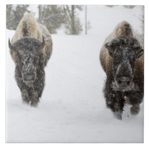 USA, WY, Yellowstone NP, Amerikansk bison (Bison Kakelplatta