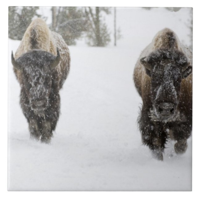 USA, WY, Yellowstone NP, Amerikansk bison (Bison Kakelplatta (Framsidan)