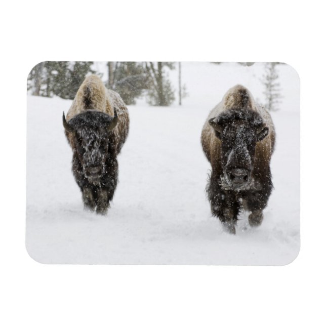 USA, WY, Yellowstone NP, Amerikansk bison (Bison Magnet (Horisontell)