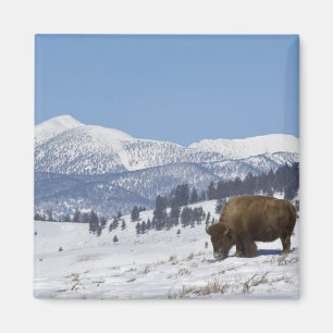 USA, WY, Yellowstone NP, Amerikansk bison Bison Magnet