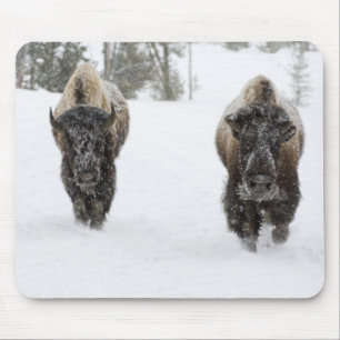 USA, WY, Yellowstone NP, Amerikansk bison (Bison Musmatta