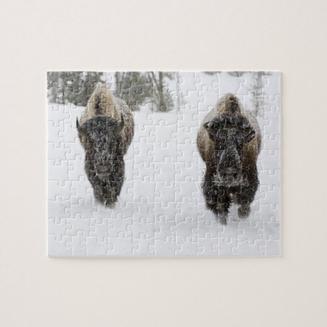 USA, WY, Yellowstone NP, Amerikansk bison (Bison Pussel (Horisontell)