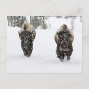USA, WY, Yellowstone NP, Amerikansk bison (Bison Vykort