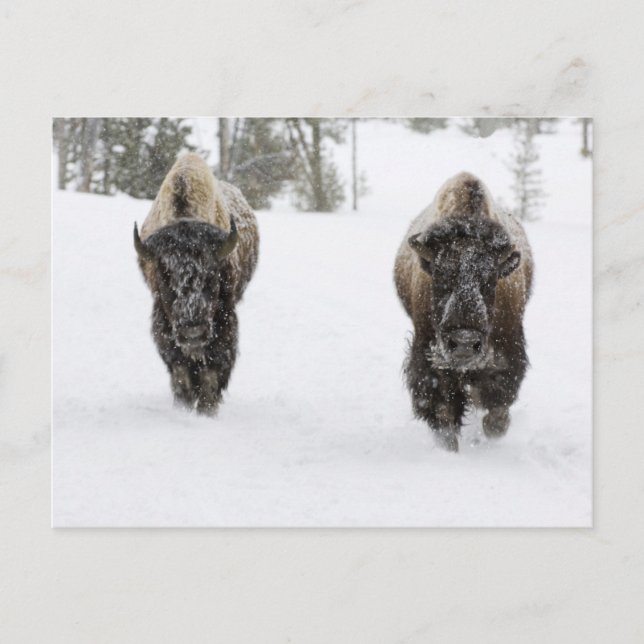 USA, WY, Yellowstone NP, Amerikansk bison (Bison Vykort (Framsida)