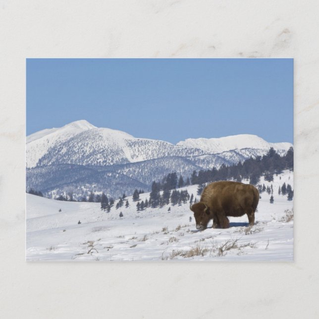 USA, WY, Yellowstone NP, Amerikansk bison Bison Vykort (Framsida)