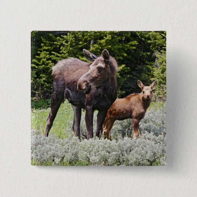 USA, Wyoming, Bighorn Mountain, moose Alces Knapp (Framsida)
